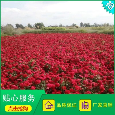 廠家直銷的翠菊種子 重瓣紅色翠菊與江西臘七月的綠化價(jià)值與新視角