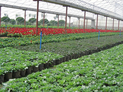 無土栽培育苗專用基質(zhì) 讓水果種植更高效、更健康