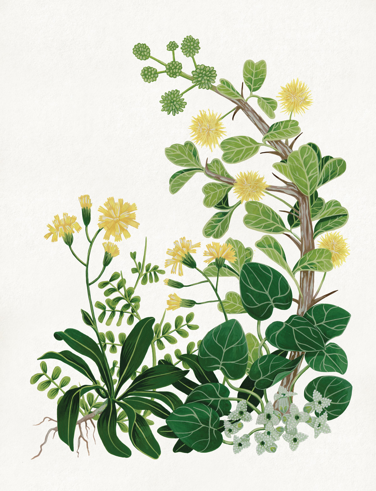 插畫欣賞 花卉與水果的寫生之美