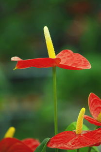 《花果之間 鏡頭下的生活溫度》
